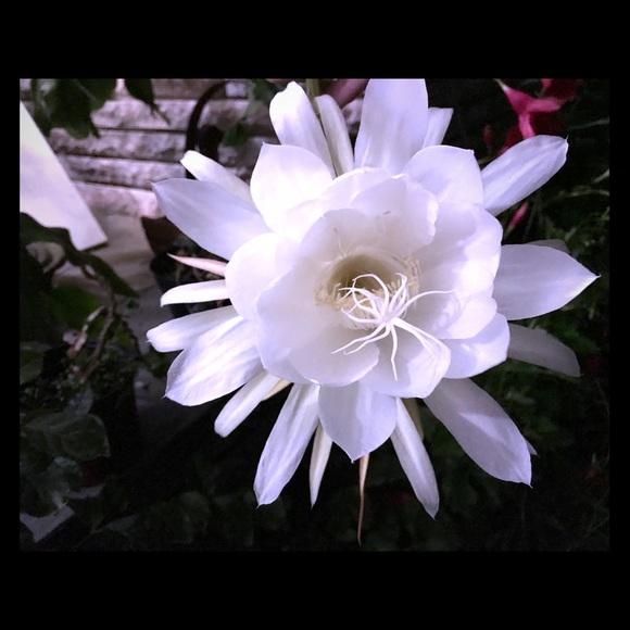 Meet your Posher, Samantha - Picture 1 of 2